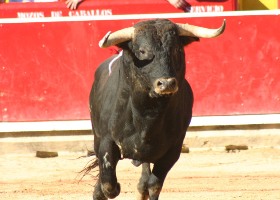 Toros