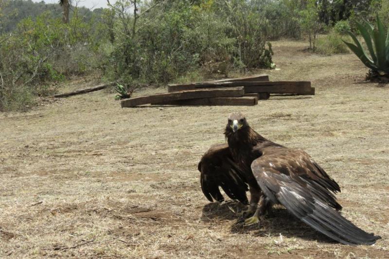 ESTADO DE ZACATECAS, PIONERO EN INVESTIGACIÓN Y CONSERVACIÓN DEL ÁGUILA REAL